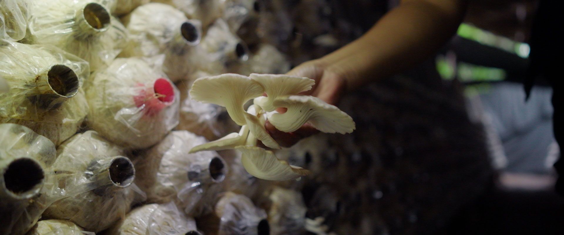 Mushrooms as Medicine for People and Planet: Connecting Culture, Conservation, and Foodomics